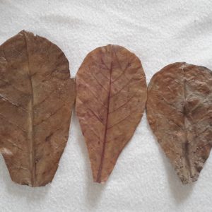 Seemandelbaumblätter